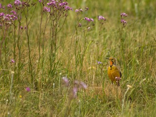  - Orange-throated Longclaw