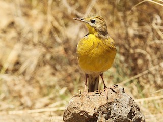 Yellow-breasted Pipit - eBird