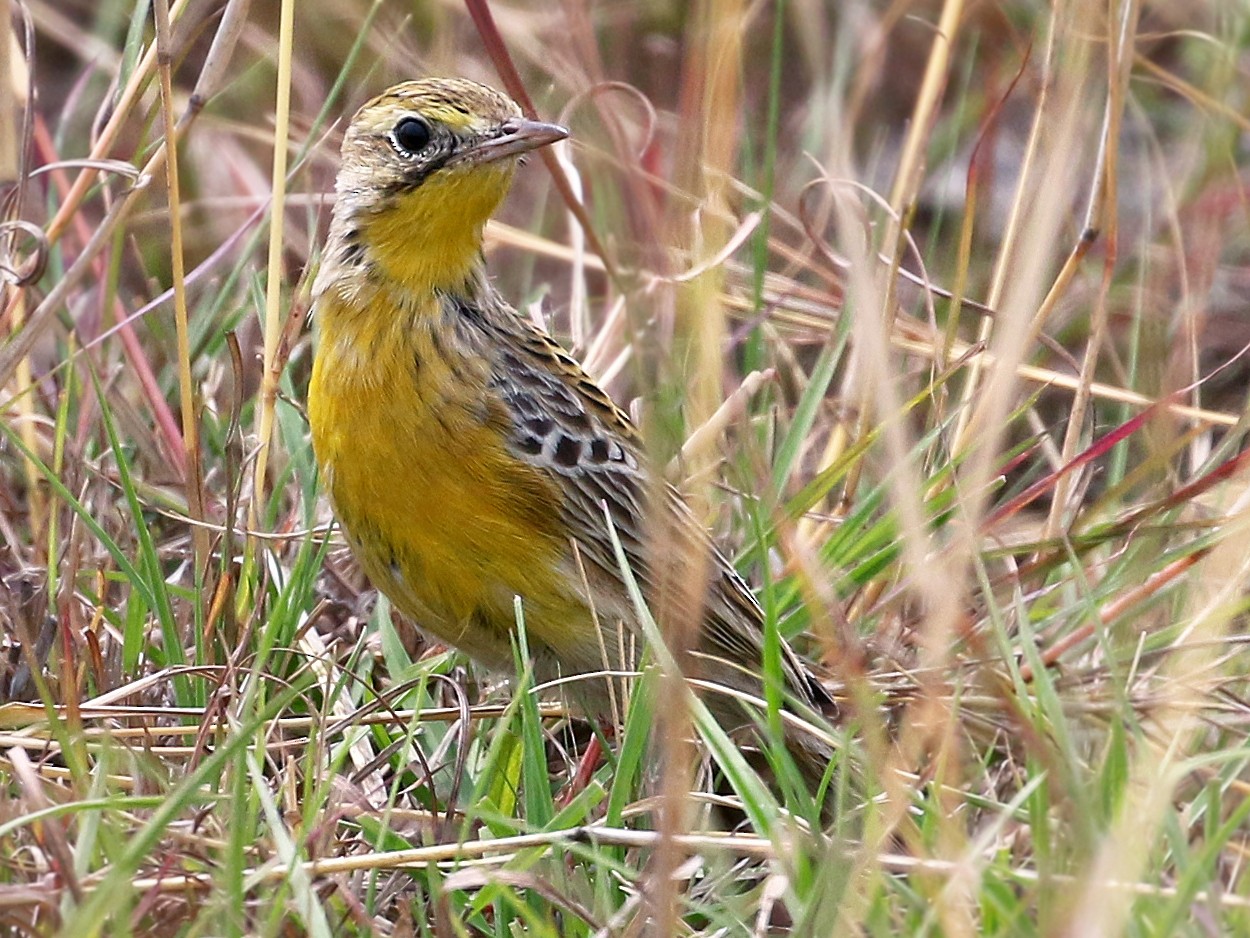Yellow-breasted Pipit - Andrew Spencer