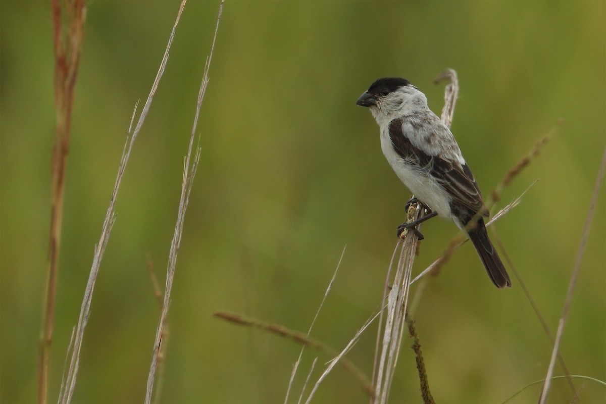 Pearly-bellied Seedeater - ML211947991