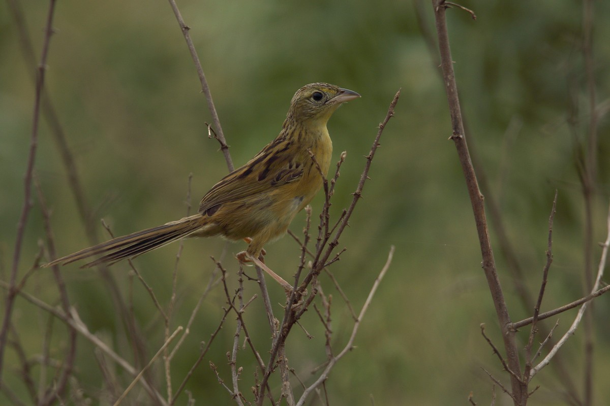 Wedge-tailed Grass-Finch - Martjan Lammertink