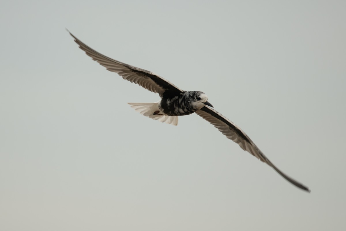 White-winged Tern - Frédéric Bacuez