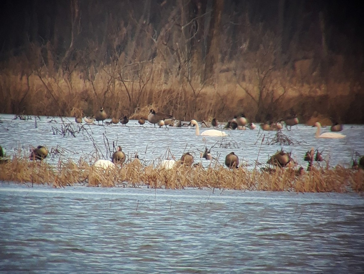 eBird Checklist 23 Feb 2020 Killdeer Plains Wildlife Area (Wyandot