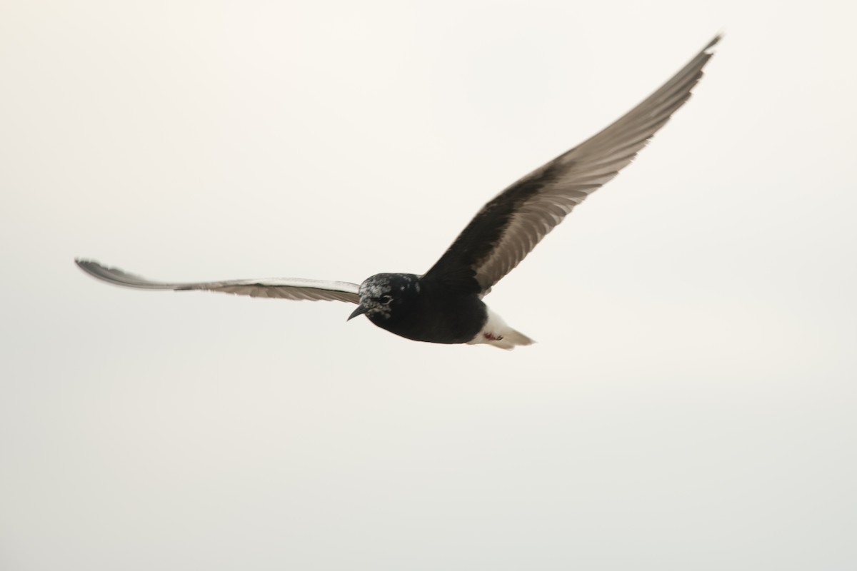 White-winged Tern - ML211952491