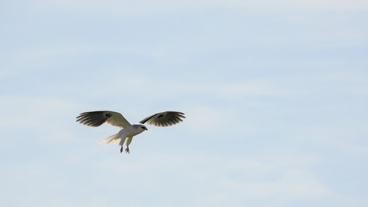 White-tailed Kite - Carol Ann Krug Graves