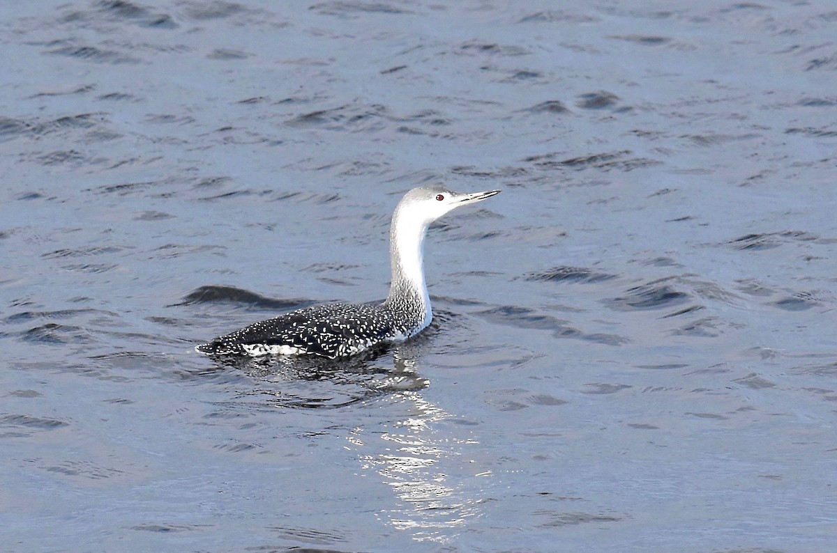 Red-throated Loon - Giovanni   Pari