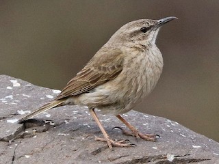  - Yellow-tufted Pipit