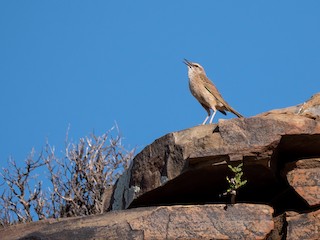  - Yellow-tufted Pipit