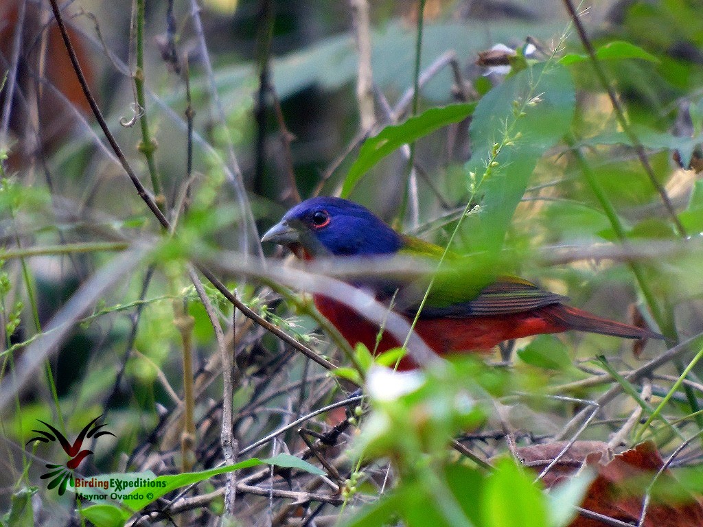 Painted Bunting - ML21196371