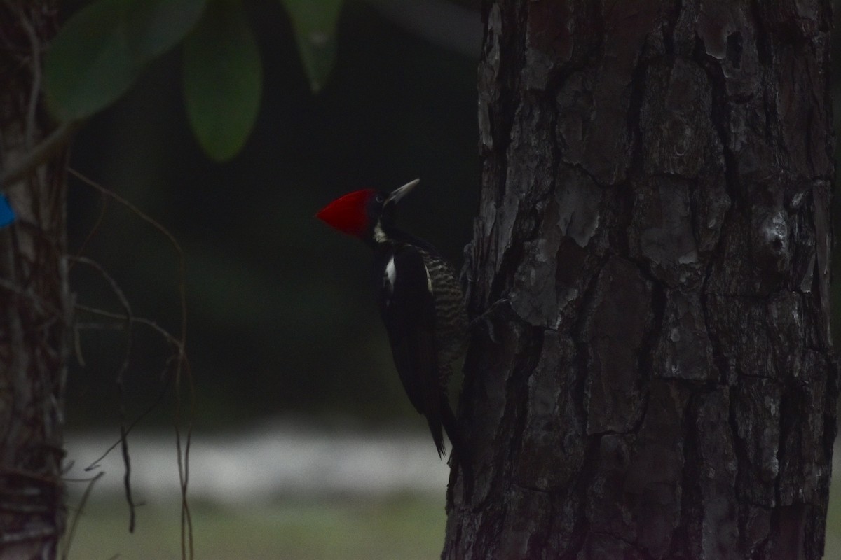 Lineated Woodpecker - Brad Sale