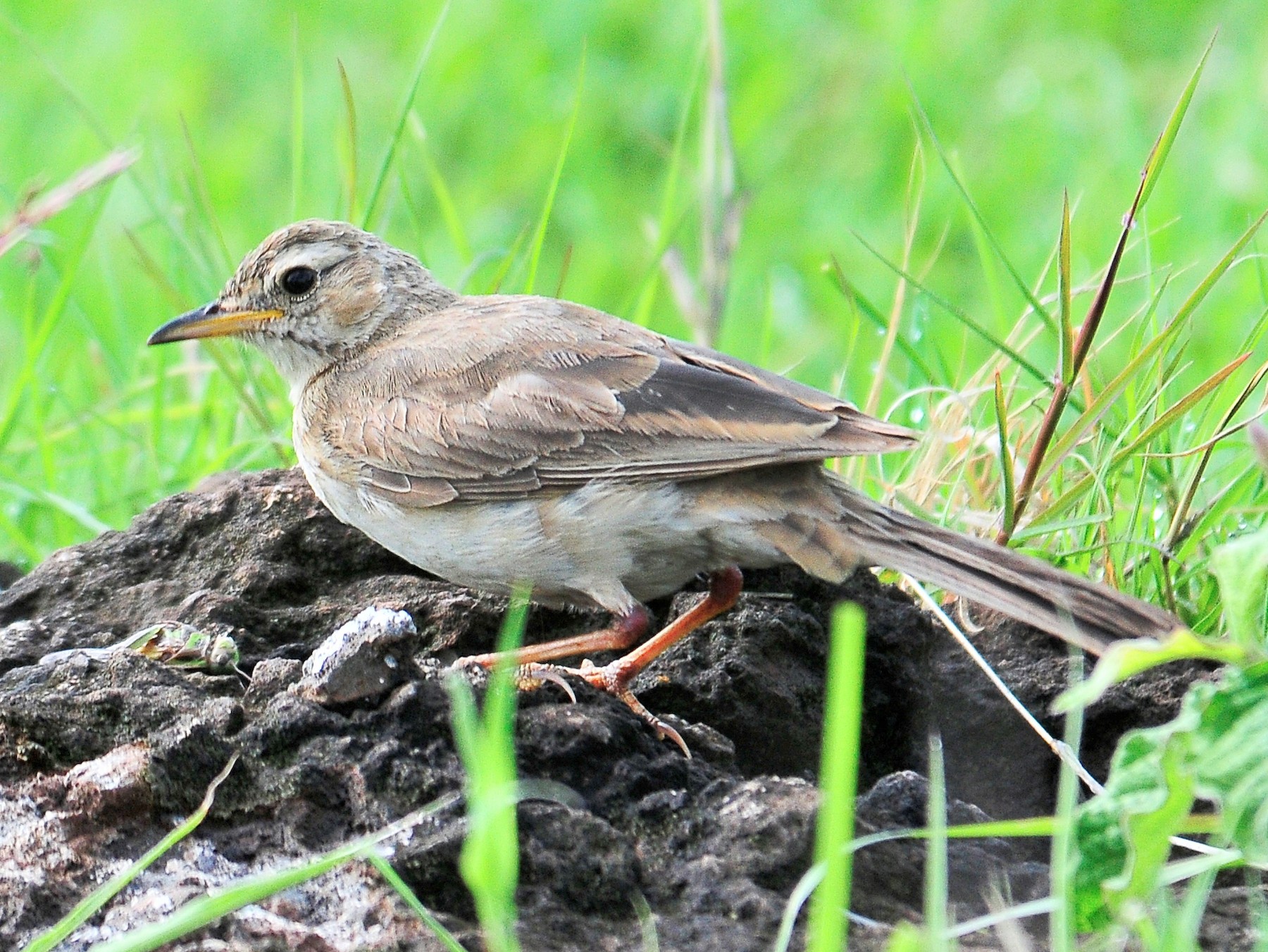 Plain-backed Pipit - eBird