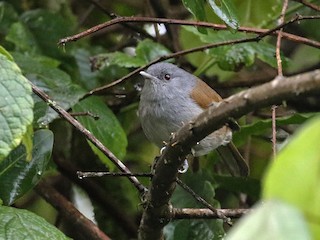  - African Hill Babbler