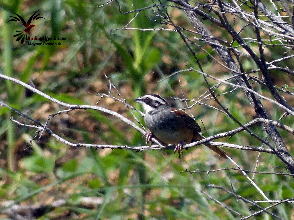 Stripe-headed Sparrow - ML21196571