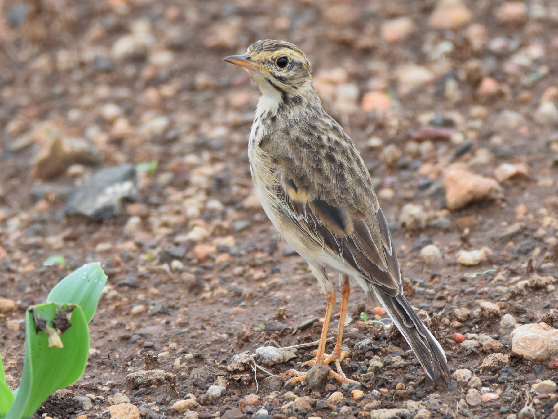 African Pipit - Ryne Rutherford