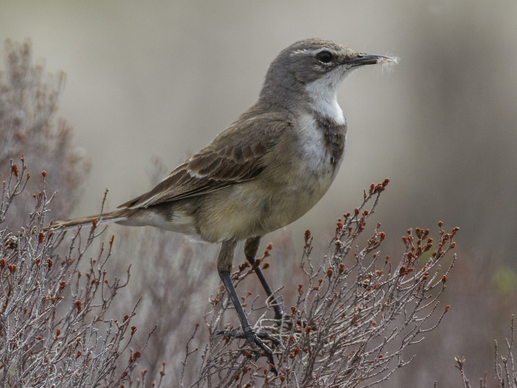 Cape Wagtail - Alexander Thomas