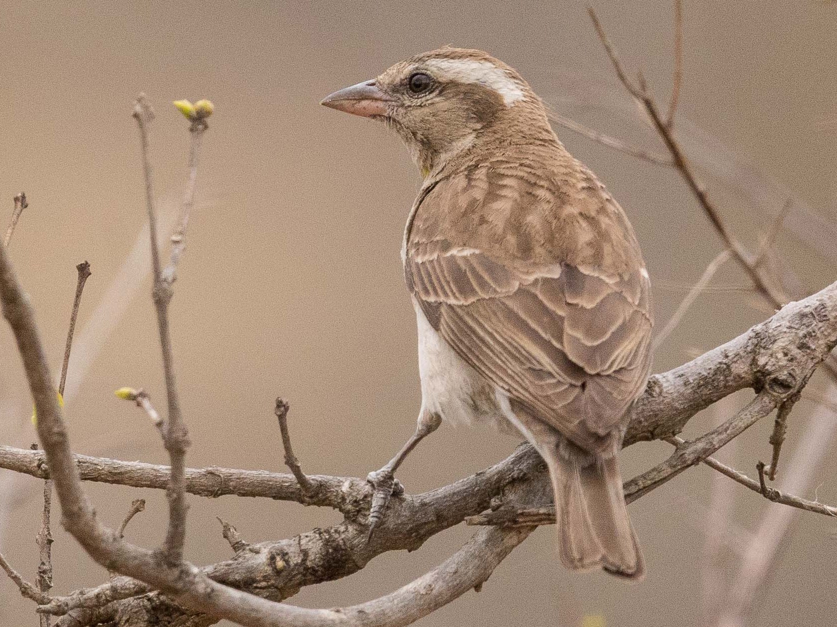 Yellow-throated Bush Sparrow - Eric VanderWerf