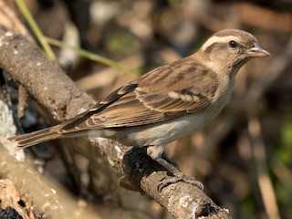  - Yellow-throated Bush Sparrow