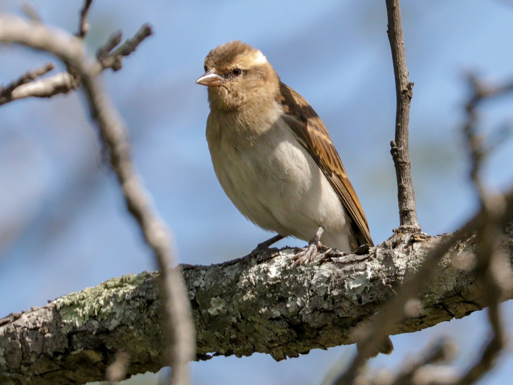 Yellow-throated Bush Sparrow - Tommy Pedersen