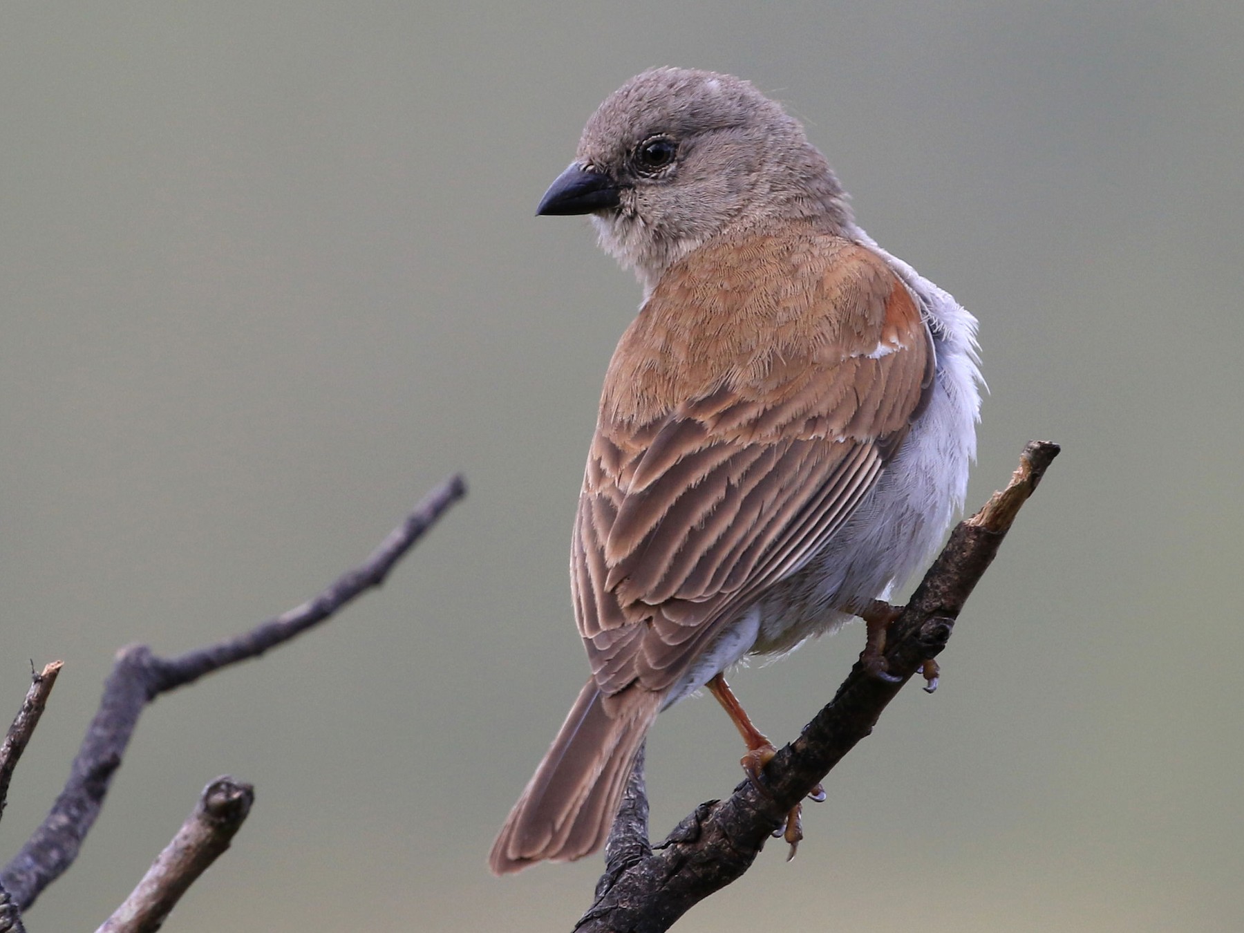 Southern Gray-headed Sparrow - Patrick MONNEY