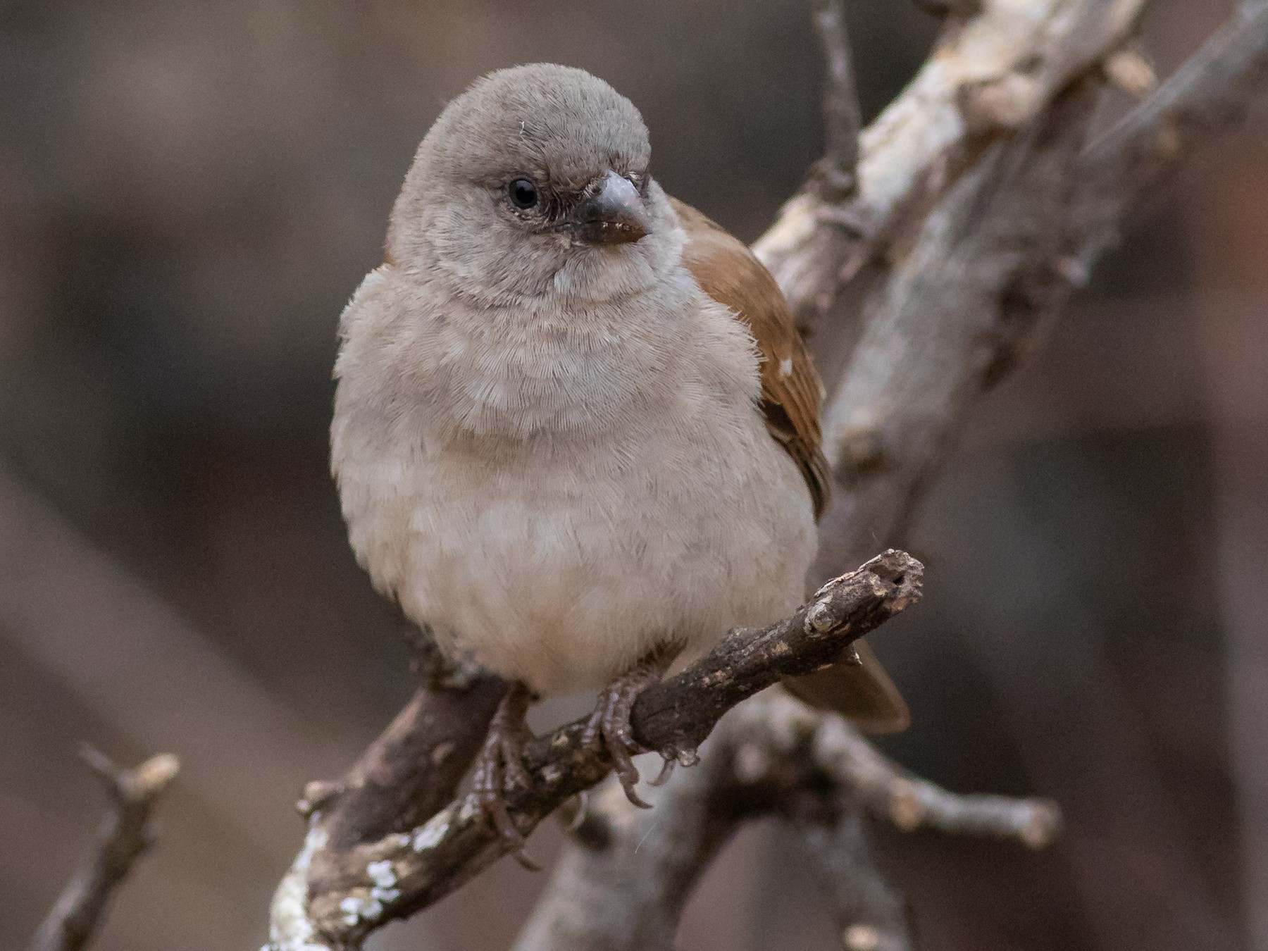 Southern Gray-headed Sparrow - Oliver Burton