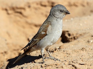  - Southern Gray-headed Sparrow