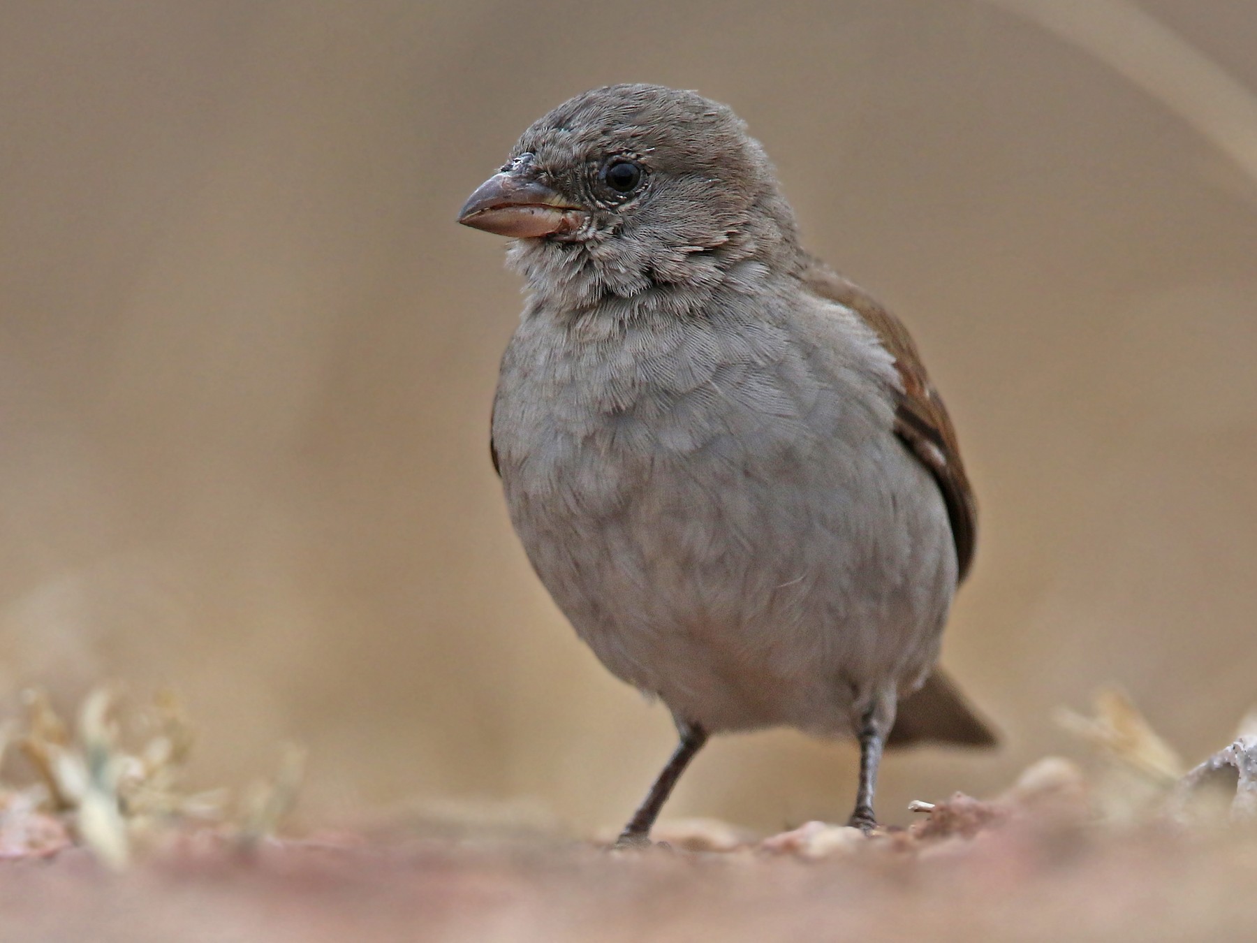 Southern Gray-headed Sparrow - Volker Hesse