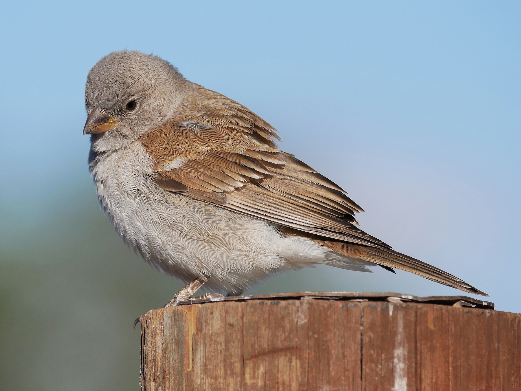 Southern Gray-headed Sparrow - Tom Heijnen