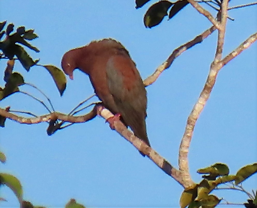 Red-billed Pigeon - ML211967831