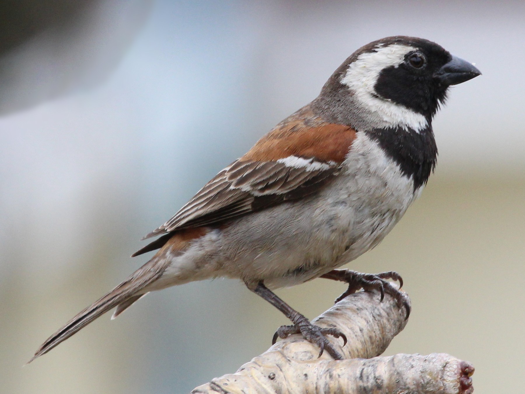 Песенка воробья слушать. Звук воробья. Sparrow.