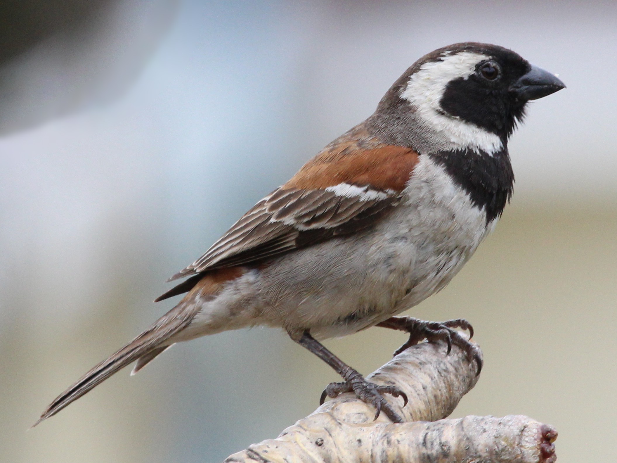Cape sparrow facing right on a branch against a blurred background.  The bird has several shades of brown down its back and wings becoming black on top of its head and the front of it's face to its chest.  There is grey on its underside becoming white through parts of its face.