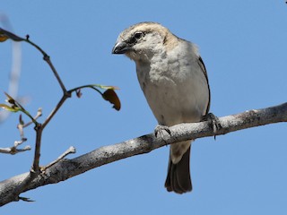 雌鳥 - Charley Hesse TROPICAL BIRDING - ML211968541