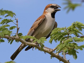  - Great Rufous Sparrow