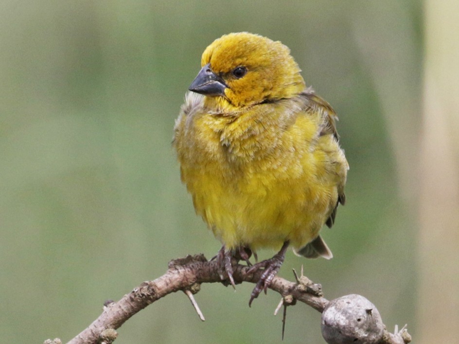 Parasitic Weaver - Charley Hesse TROPICAL BIRDING
