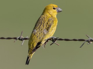 カッコウハタオリ - eBird