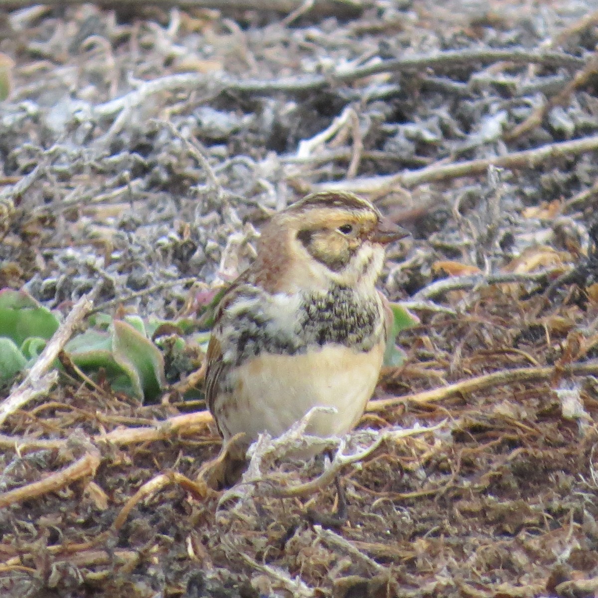 Lapland Longspur - Nick Lethaby