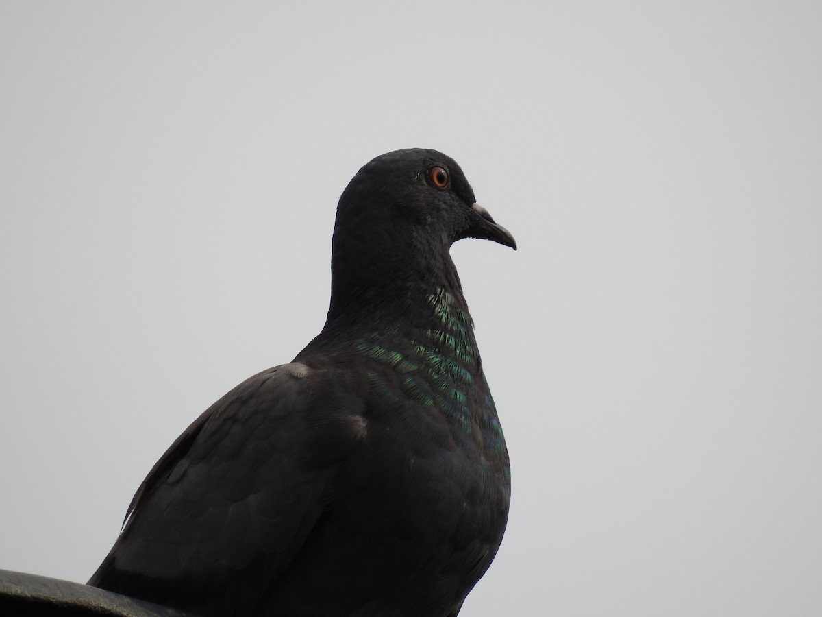 Rock Pigeon (Feral Pigeon) - ML211981101
