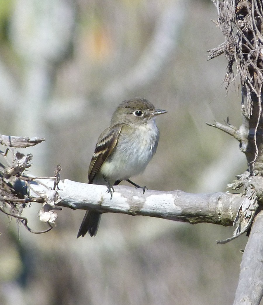 Least Flycatcher - Nick Lethaby