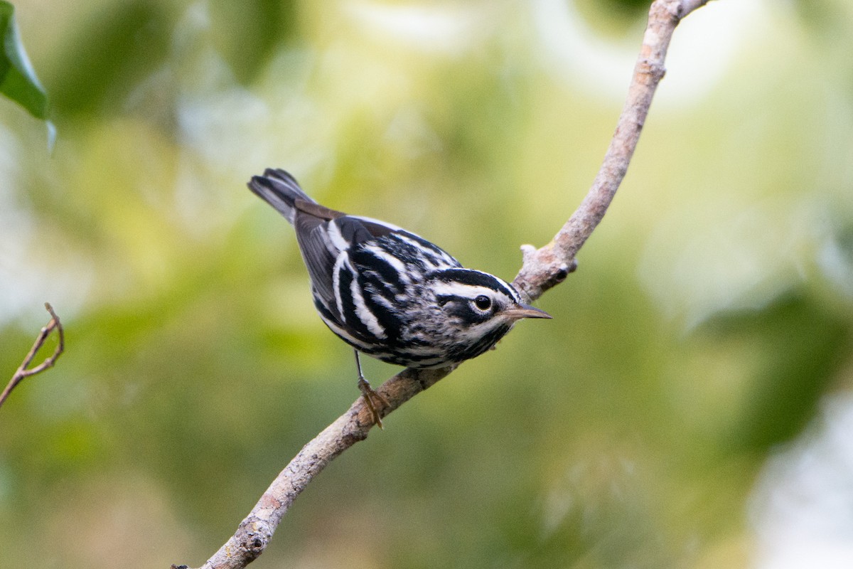 Black-and-white Warbler - ML211983841