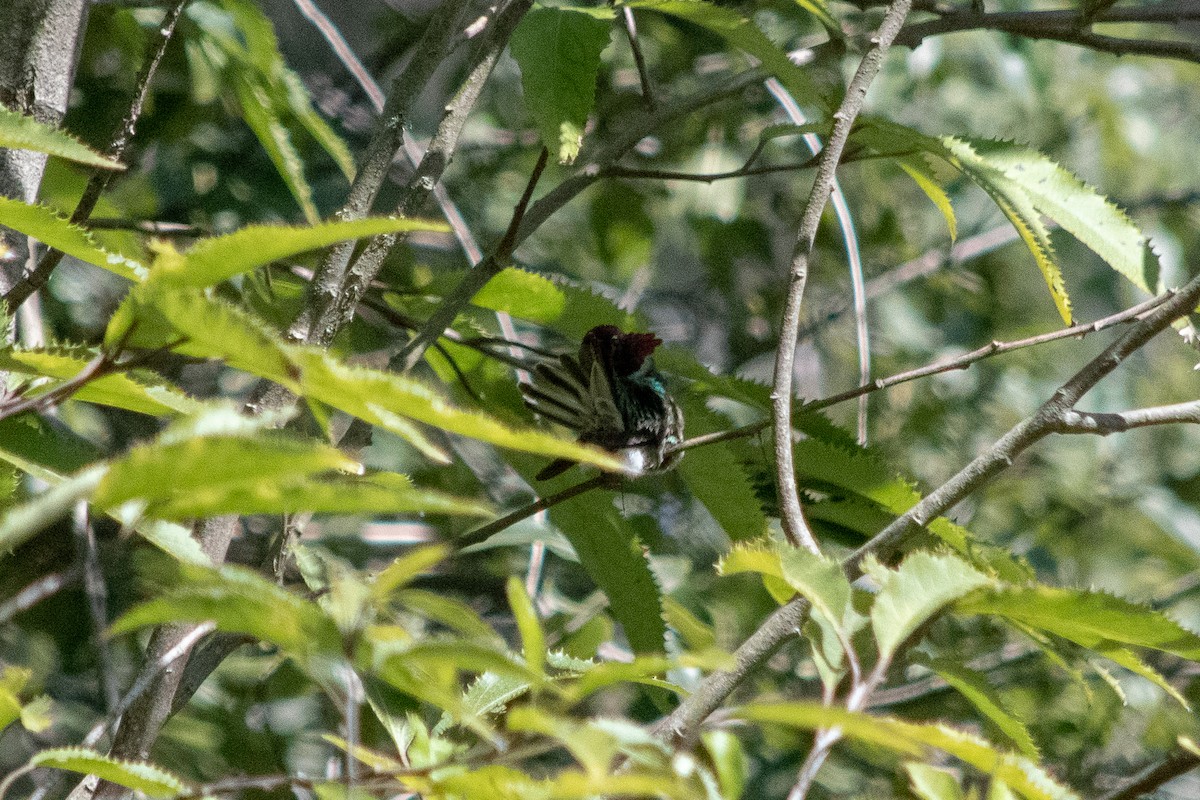 Anna's Hummingbird - ML211984281