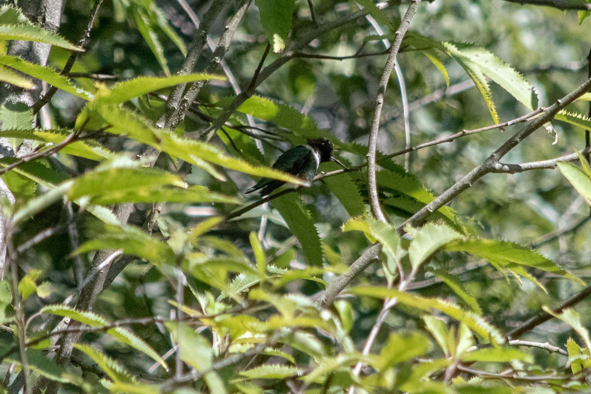 Anna's Hummingbird - ML211984291