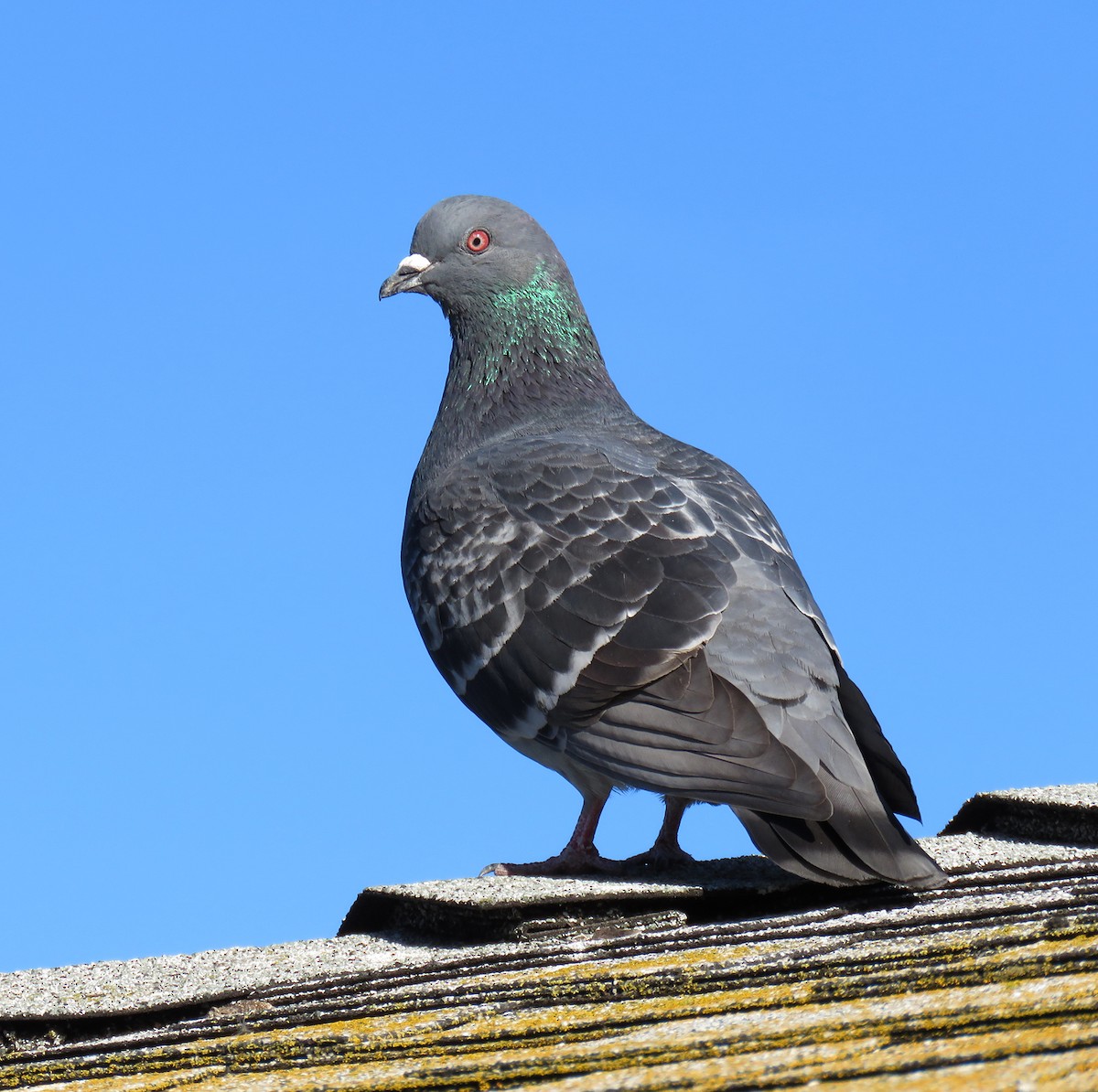 Rock Pigeon (Feral Pigeon) - ML211985131