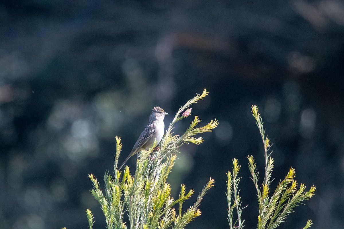 Golden-crowned Sparrow - ML211985471