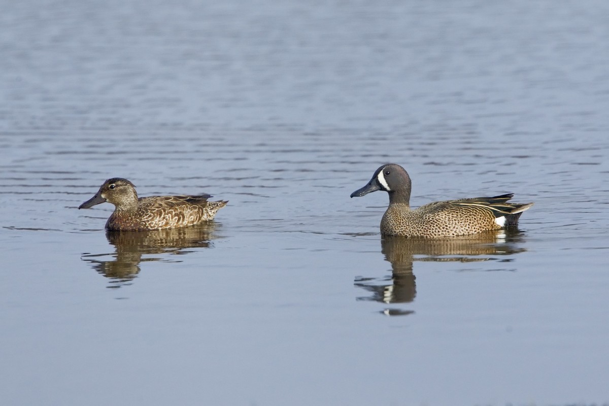 Blue-winged Teal - ML211987581
