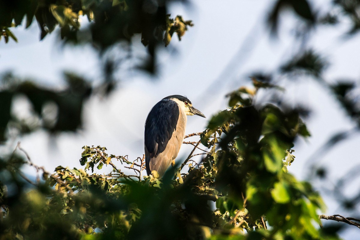 Black-crowned Night Heron - reinaldo aguilera a