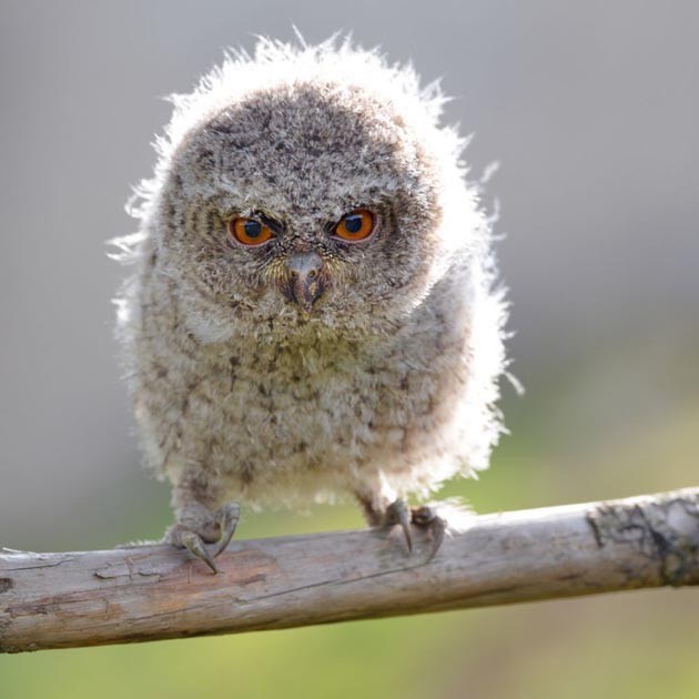 Japanese Scops-Owl - 浙江 重要鸟讯汇整