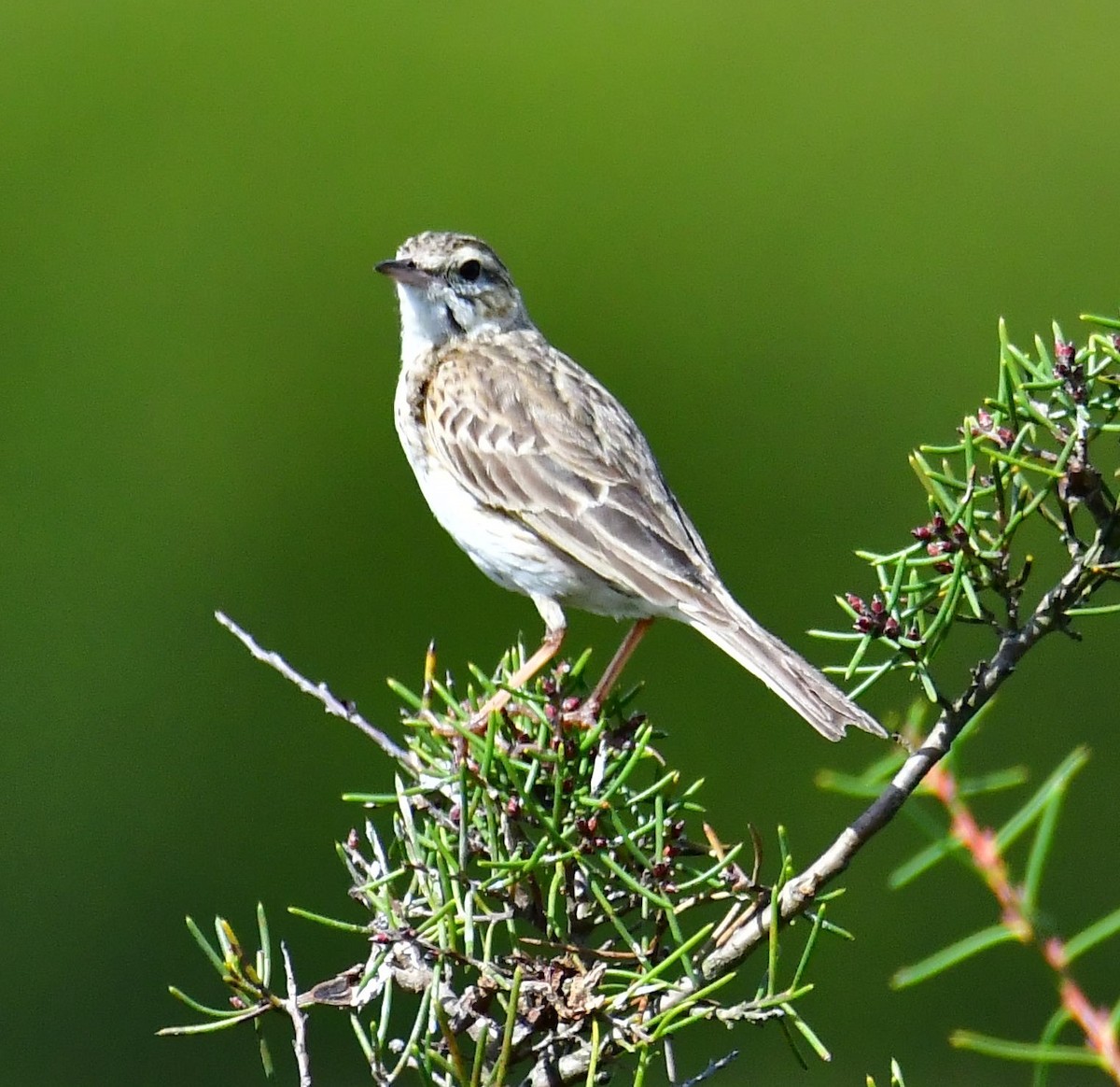 ML211989641 - Australian Pipit - Macaulay Library