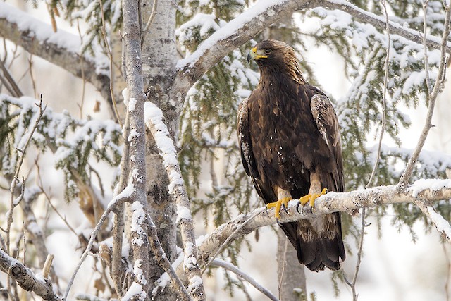 Golden Eagle (Canada). - Golden Eagle - 