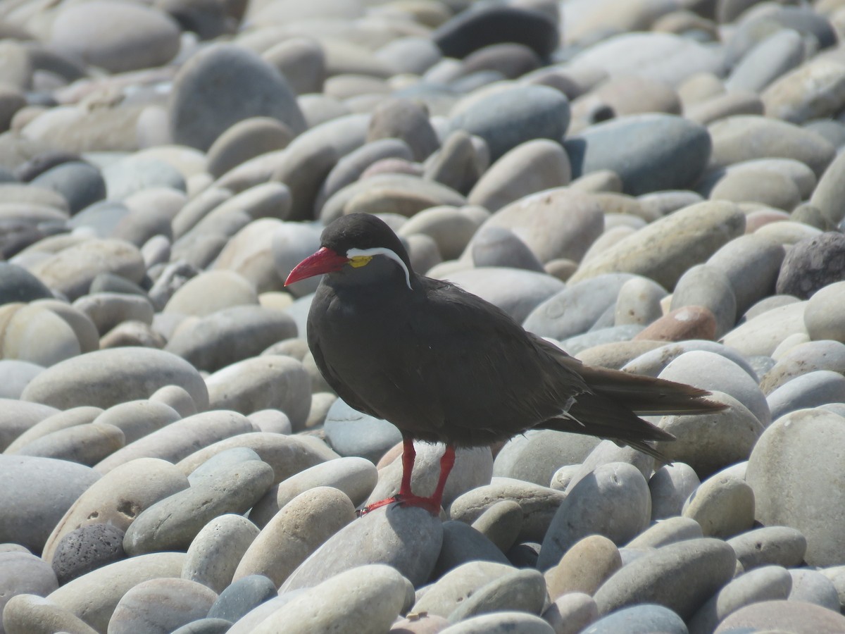 ML211990611 - Inca Tern - Macaulay Library