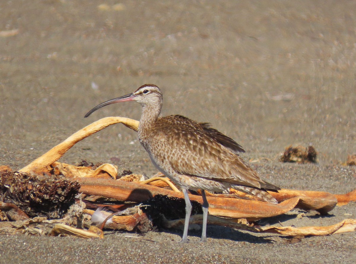 Whimbrel - Tom Edell