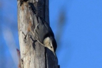 White-breasted Nuthatch - Mary  McMahon
